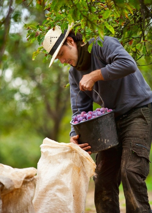 recogida de fruta
