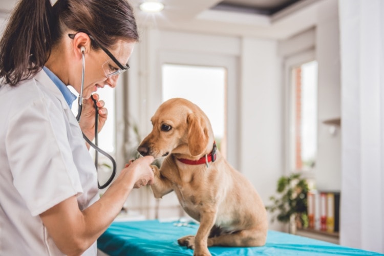 Curr culum Para Veterinario Gu a Ejemplo Y Plantillas